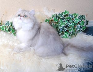 Photo №2 to announcement № 100401 for the sale of british longhair - buy in Germany private announcement, breeder