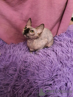 Photo №4. I will sell sphynx-katze in the city of Stary Oskol. from nursery - price - 207$