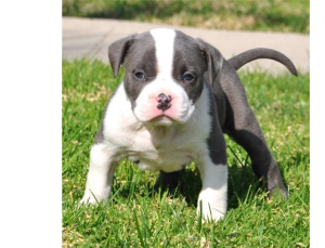 Photo №2 to announcement № 5000 for the sale of american pit bull terrier - buy in Poland private announcement