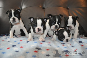 Photo №1. boston terrier - for sale in the city of Москва | 317$ | Announcement № 36512