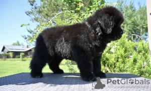 Additional photos: Newfoundland puppy