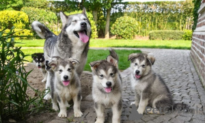 Photo №1. alaskan malamute - for sale in the city of Adršpach | negotiated | Announcement № 170699