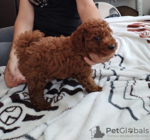 Photo №1. poodle (toy) - for sale in the city of Jarkovac | negotiated | Announcement № 115054