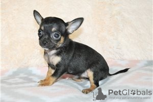 Photo №1. non-pedigree dogs - for sale in the city of Bamberg | Is free | Announcement № 116462