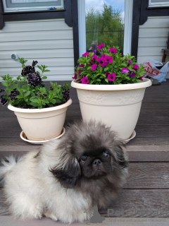 Photo №2 to announcement № 58534 for the sale of pekingese - buy in Russian Federation private announcement