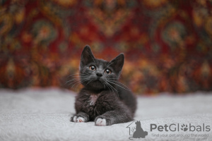 Additional photos: Smoky kitten Funtik is looking for a home!