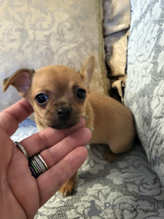 Additional photos: Chihuahua, cuddly puppies