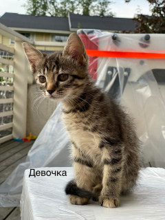 Photo №3. We are looking for caring owners for three kittens. Russian Federation