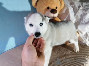 Photo №4. I will sell siberian husky in the city of Москва. private announcement - price - negotiated