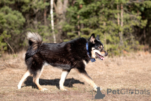 Photo №2 to announcement № 144543 for the sale of non-pedigree dogs - buy in Russian Federation private announcement