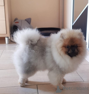 Photo №1. pomeranian - for sale in the city of Erfurt | negotiated | Announcement № 141855