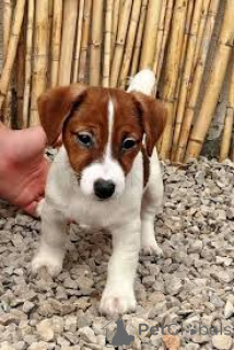 Photo №3. Cuccioli di Jack Russell Terrier in vendita. Italy