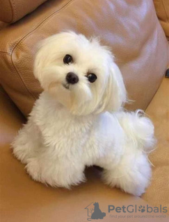 Photo №1. bichon frise - for sale in the city of Paris | negotiated | Announcement № 78281