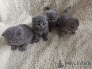 Photo №2 to announcement № 10963 for the sale of scottish fold - buy in Finland private announcement