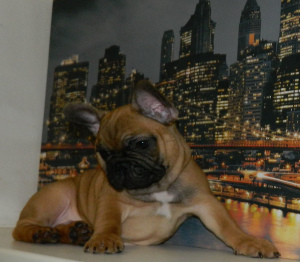 Photo №1. french bulldog - for sale in the city of Киев | 529$ | Announcement № 4730