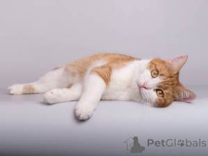 Photo №4. I will sell  in the city of Khimki. from the shelter - price - Is free