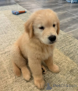 Photo №3. Prachtige Golden Retriever-puppy's. Netherlands