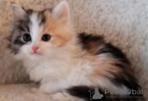 Photo №1. siberian cat - for sale in the city of Forssa | Is free | Announcement № 128592