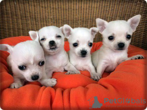 Photo №1. chihuahua - for sale in the city of Paris | Is free | Announcement № 17024