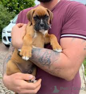 Photo №2 to announcement № 164103 for the sale of boxer - buy in Belgium private announcement, breeder