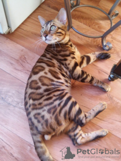 Photo №1. bengal cat - for sale in the city of Слоним | 400$ | Announcement № 26464