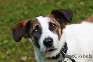 Photo №1. non-pedigree dogs - for sale in the city of Khimki | Is free | Announcement № 159177