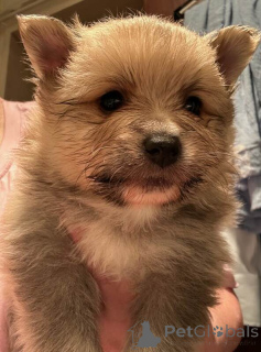 Photo №3. Pomeranian puppies. Germany