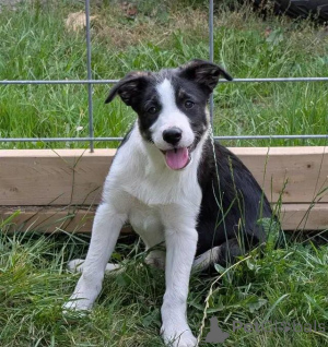 Photo №2 to announcement № 176312 for the sale of border collie - buy in Belgium private announcement