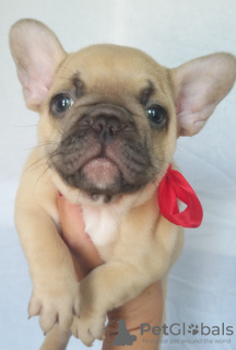 Photo №1. french bulldog - for sale in the city of Bielawa | 1419$ | Announcement № 13250