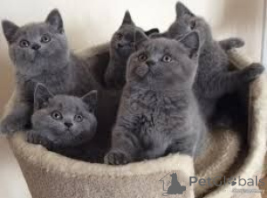 Photo №1. british shorthair - for sale in the city of Dusseldorf | 329$ | Announcement № 147334