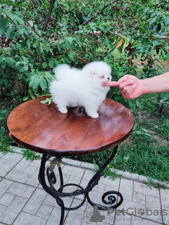 Photo №1. pomeranian - for sale in the city of Фредериксборг | 600$ | Announcement № 21505