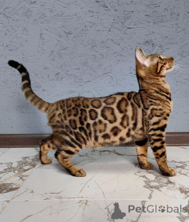 Photo №2 to announcement № 153411 for the sale of bengal cat - buy in Austria private announcement