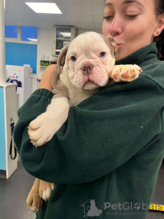 Photo №4. I will sell american bulldog in the city of Дрезден. private announcement - price - 1000$