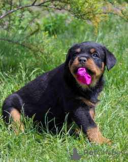 Photo №2 to announcement № 51862 for the sale of rottweiler - buy in Belarus from nursery