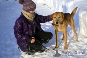 Additional photos: Charlie the hound