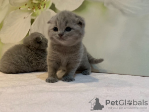 Photo №4. I will sell scottish fold in the city of Rüdersdorf. private announcement, breeder - price - 370$