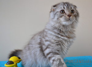 Photo №2 to announcement № 24365 for the sale of scottish fold - buy in Poland from nursery