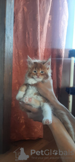 Photo №1. maine coon - for sale in the city of Такома | 124800$ | Announcement № 21509