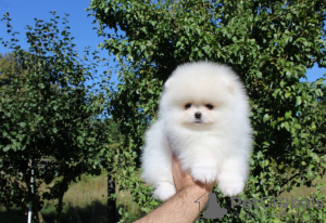 Photo №1. pomeranian - for sale in the city of Гамбург | 380$ | Announcement № 122893