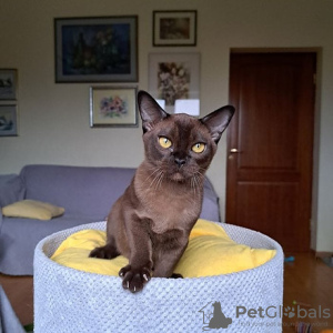 Photo №2 to announcement № 89595 for the sale of burmese cat - buy in Latvia 