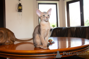 Photo №4. I will sell abyssinian cat in the city of Kiev. from nursery - price - negotiated