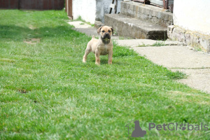 Photo №1. english mastiff - for sale in the city of Belgrade | 845$ | Announcement № 111533