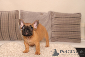Photo №1. french bulldog - for sale in the city of Аугсбург | 634$ | Announcement № 79569