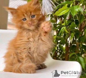 Photo №3. Healthy Maine Coon Kittens available for sale now. Spain