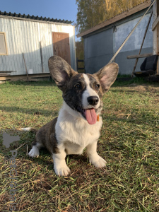 Photo №3. Cardigan Welsh Corgi puppies. Russian Federation