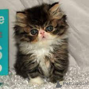 Photo №4. I will sell persian cat in the city of Marseilles. private announcement, breeder - price - 516$