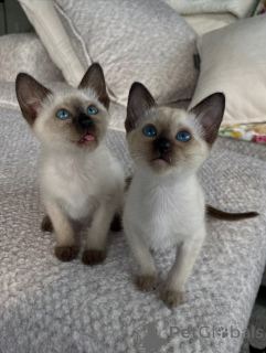 Photo №2 to announcement № 178143 for the sale of siamese cat - buy in Netherlands breeder
