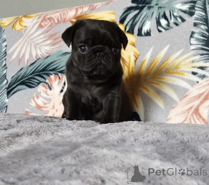 Photo №2 to announcement № 167676 for the sale of  - buy in Germany private announcement, breeder