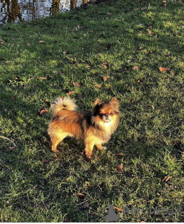 Photo №1. Mating service - breed: non-pedigree dogs. Price - negotiated