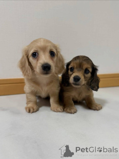 Photo №1. dachshund - for sale in the city of Aalborg | 671$ | Announcement № 173394